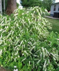 Henry’s Garnet Virginia Sweetspire Shrub 6-12 Inch 4-inch Pot