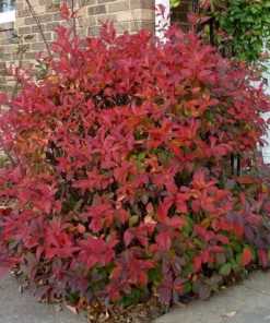 Henry’s Garnet Virginia Sweetspire Shrub 6-12 Inch 4-inch Pot