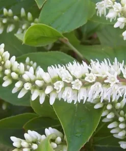 Henry’s Garnet Virginia Sweetspire Shrub 6-12 Inch 4-inch Pot