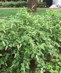 Henry’s Garnet Virginia Sweetspire Shrub 6-12 Inch 4-inch Pot