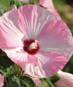 Hibiscus Luna Pink Swirl Starter Plant 6-8 inch Live Hardy Hibiscus