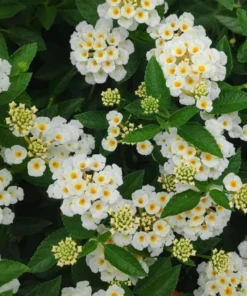 Lantana Plants Set of 2 Random Colors 4