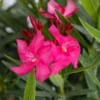 Pink Oleander Plant - Live Plant - 4-6 Inch Tall - Garden Ready