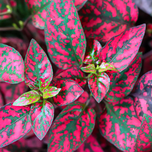 Hypoestes Lotty Dotty Red Flower Plant Set – No Pot Included