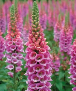 Foxglove Seeds Digitalis Purpurea - 1000 Seeds - Pink & Purple Shades
