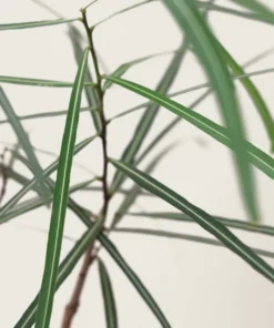 Queensland Bottle Tree - Brachychiton rupestris Live Plant - 4 Inch Pot - Unique Specimen