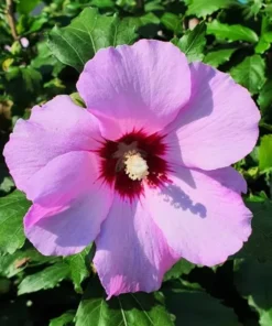 Rose of Sharon Seeds - 40 Pink Flower Seeds - 2025 Crop