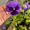 Two Toned Pansy Live Plant Set - 2-4 Inch Flower Plants in 3" Pot