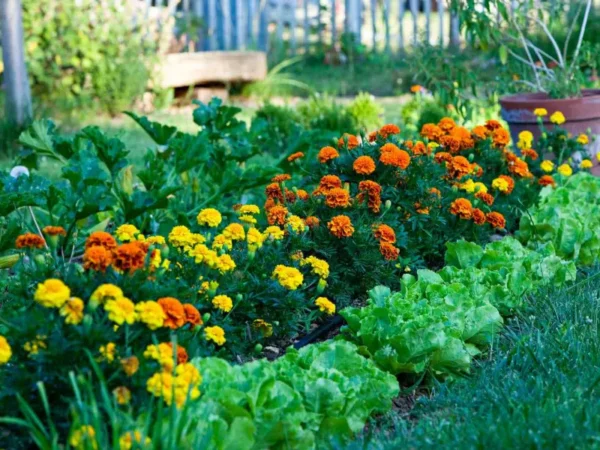 Best Companion Plants for Your Vegetable Garden