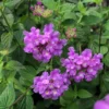 Lantana Trailing Lavender Set - Two 4-inch Potted Plants for Outdoor Planting
