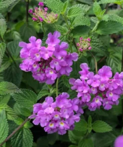 Lantana Trailing Lavender Set - Two 4-inch Potted Plants for Outdoor Planting