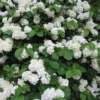 Japanese Snowball Viburnum Plant - 2.5 Inch Pot - Flowering Shrub
