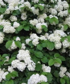 Japanese Snowball Viburnum Plant - 2.5 Inch Pot - Flowering Shrub