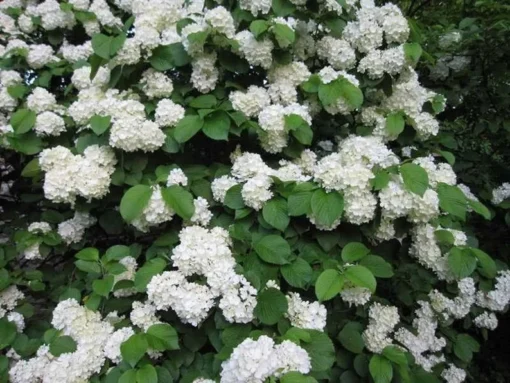 Japanese Snowball Viburnum Plant - 2.5 Inch Pot - Flowering Shrub