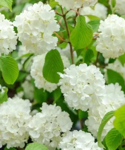 Japanese Snowball Viburnum Plant - 2.5 Inch Pot - Flowering Shrub