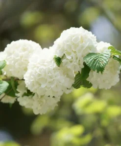 Japanese Snowball Viburnum Plant - 2.5 Inch Pot - Flowering Shrub