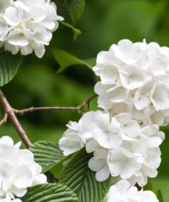 Japanese Snowball Viburnum Plant - 2.5 Inch Pot - Flowering Shrub