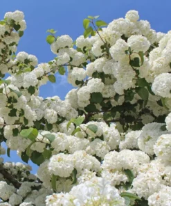 Japanese Snowball Viburnum Plant - 2.5 Inch Pot - Flowering Shrub