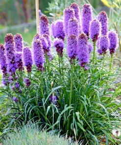 Liatris Blazing Star Seeds - 50+ Seeds for Vibrant Blooms