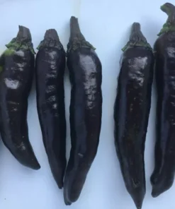 Murasaki Sweet Purple Pepper Seeds - Rare Heirloom Variety - 20 Seeds