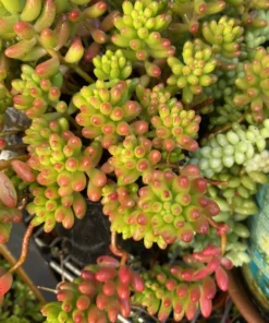 Sedum Rubrotinctum Aurora Live Succulent Plants 2