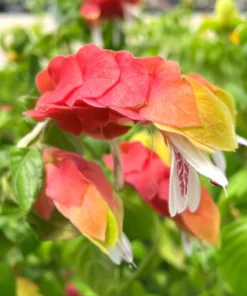 Red Shrimp Plant Live - 2 Well-Rooted Plants 4-6 Inches - Garden Ready