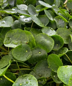 Live Chinese Money Plant Pilea Peperomioides 4-inch Potted Indoor Plant