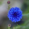 Blue Bachelor Button Cornflower Live Plant - 3 inch Pot