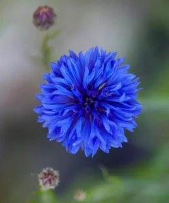Blue Bachelor Button Cornflower Live Plant - 3 inch Pot