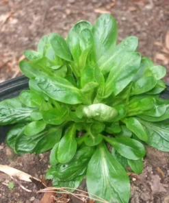 Corn Salad Seeds - Greens Vegetable Garden - 200 Seeds