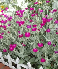 Rose Campion Flower Seeds - 100 Magenta Seeds - Easy to Grow