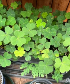 Shamrock Plant Live Green Oxalis - 4 Inch Pot - Lucky Indoor Plant