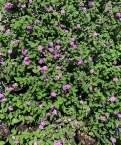 Lantana Trailing Lavender Set - Two 4-inch Potted Plants for Outdoor Planting