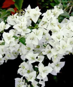White Bougainvillea Starter Plant 4in - Live Plant - No Pot