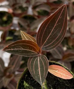 Live Jewel Orchid Plant - Ludisia Discolor 3