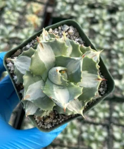 Agave Isthmensis 'Hoji Raijin' Succulent - Rare Variegated Agave - 4 Inch Pot