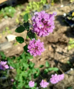 Lantana Trailing Lavender Set - Two 4-inch Potted Plants for Outdoor Planting