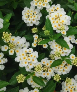 Lantana Trailing White Set - Two 4 Inch Potted Outdoor Plants