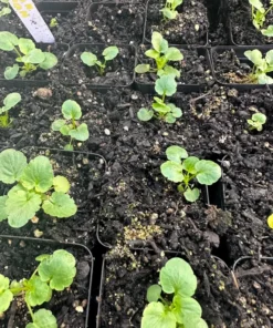 Tiger Eye Pansy Plants Set - Live Flower Plants 2-4 Inches