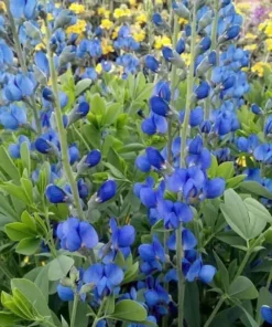 Blue False Indigo Seeds - Baptisia australis - 40+ Seeds - Perennial Flower