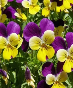 Johnny Jump Up Viola Seeds - 150+ Seeds for Planting