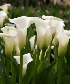 White Calla Lily Bulbs - Quantity Choice - Free Shipping Offer