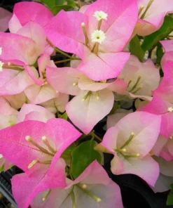Apple Blossom Bougainvillea 4-inch Starter Plant - No Pot - Well Rooted