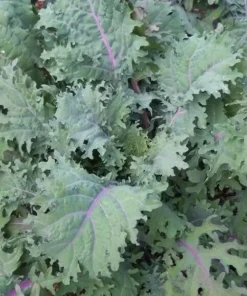 Russian Red Kale Seeds - 200 Seeds - Winter Hardy Kale