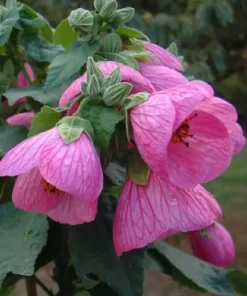 Abutilon Pink Chinese Lantern - 4 inch Live Plant - Ships Without Pot