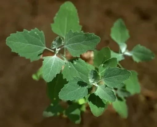 Lambs Quarter Seeds - Wild Spinach Goosefoot - 400+ Seeds