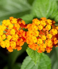 Lantana Orange Plant Set - Two 4-inch Pots - Outdoor Garden Plants