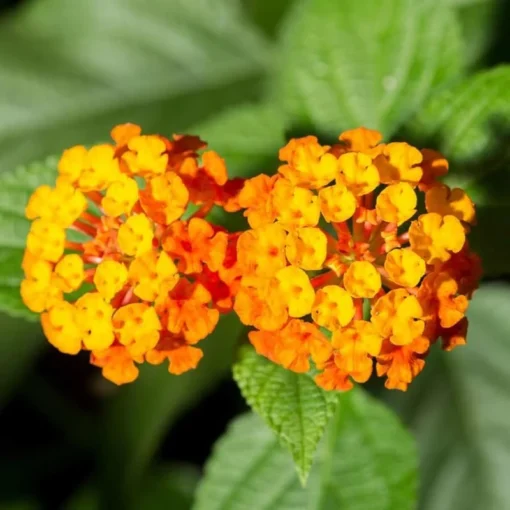 Lantana Orange Plant Set - Two 4-inch Pots - Outdoor Garden Plants