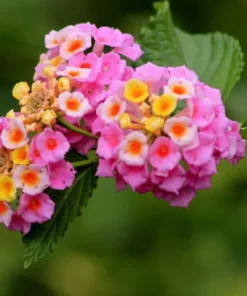 Lantana Pink Plant Set - Two 4-inch Pots - Outdoor Live Plants