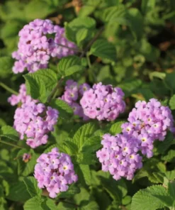 Lantana Trailing Lavender Set - Two 4-inch Potted Plants for Outdoor Planting